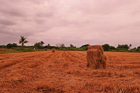 rice straw collected from harvested rice fieldの写真素材
