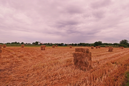rice straw collected from harvested rice fieldの写真素材
