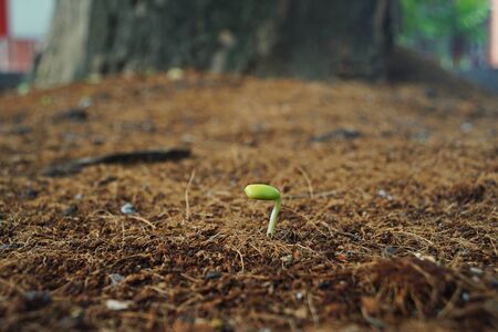 legume seedling germinationの写真素材