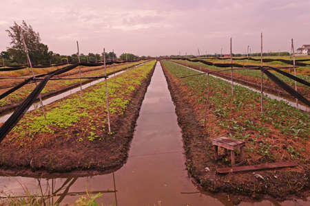 vegetables cultural practice in low land area of Thailandの写真素材