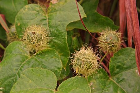 Fetid passionflower, Scarletfruit passionflower a vine fruit and medical herb