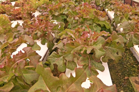 Hydroponic vegetable culture in greenhouse water evaporation, Thailandの写真素材