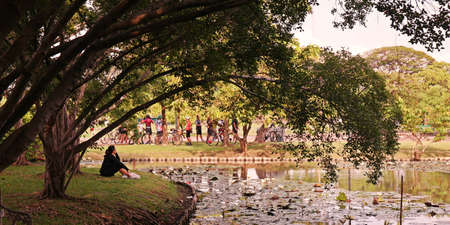 evergreen tropical tree decoration in the park, nature in the parkの写真素材