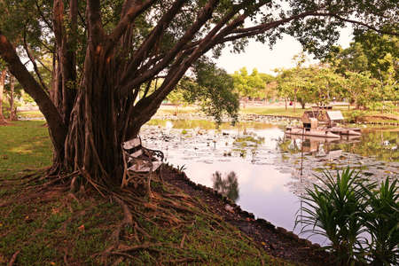 evergreen tropical tree decoration in the park, nature in the parkの写真素材