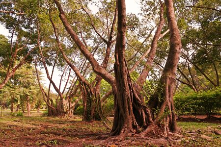 evergreen tropical tree decoration in the park, nature in the parkの写真素材