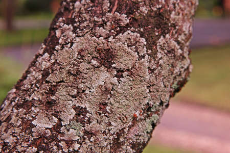 lichens on tree bark