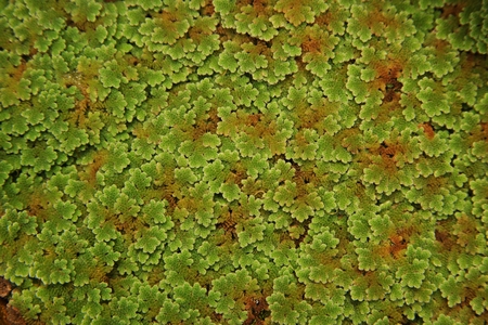 Mosquito ferns or water ferns, aquatic fernsの写真素材