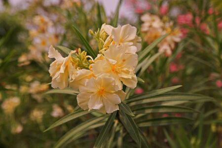 Oleander, colorful flower shrubの写真素材