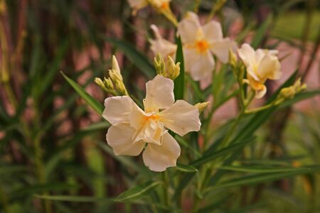 Oleander, colorful flower shrubの写真素材