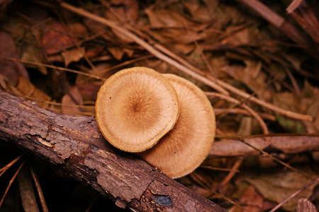 mushrooms on wood