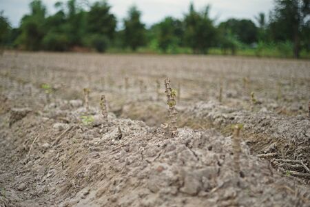 cassava seeds plant in a fieldの写真素材