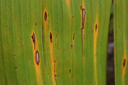 plant disease, banana leaves disease from fungiの写真素材