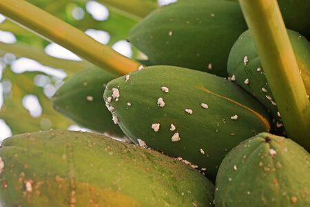 papaya, sucking insect on fruitの写真素材