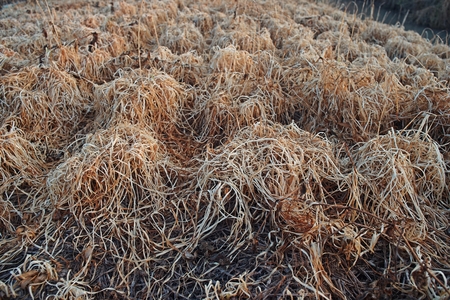 Garlic chives died from herbicide application, prepare for new crop planting