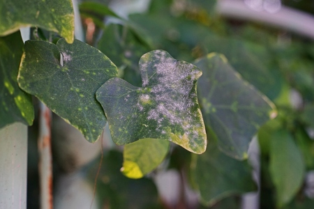 Plant disease on the ivy gourd or scarlet gourd, tropical vine plantの写真素材