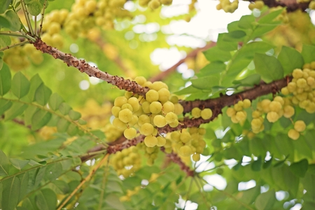 Star gooseberry or Otaheite gooseberry, edible small yellow berries fruit  with sour testの写真素材