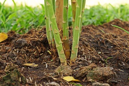 asparagus stem and new germinate shootの写真素材