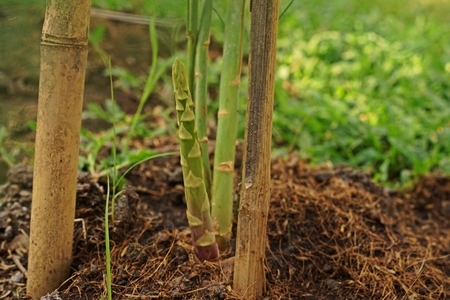 asparagus stem and new germinate shootの写真素材