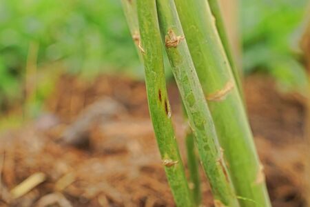plant disease on asparagus stemの写真素材