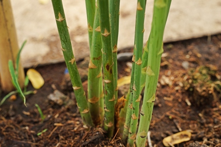 plant disease on asparagus stemの写真素材