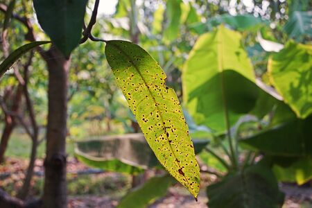 mango leaves disease causes from fungi, anthracnose disease