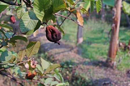 guava fruit rot from fruit fly infestationの写真素材