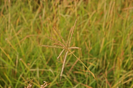 marvel grass or Hindi grass, commonly used as a forage for livestockの写真素材