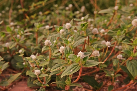 herbaceous perennial broad leave weed infestation in agriculture production area, field crop, pioneer plantの写真素材