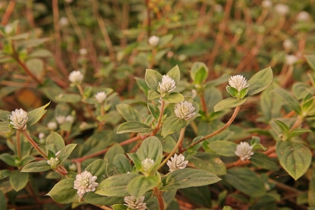 herbaceous perennial broad leave weed infestation in agriculture production area, field crop, pioneer plantの写真素材