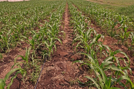 sweet corn cultivation, Thailandの写真素材