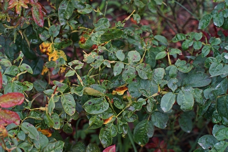 plant disease, fungal leaves spot disease on rosesの写真素材