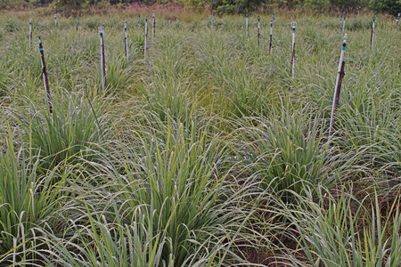 lemongrass field cultivation, herb and food ingredientの写真素材