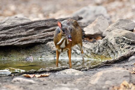 mouse deer feed in summer, natural forest of Thailandの写真素材
