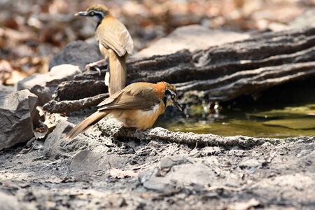 Greater Necklaced Laughingthrush in natural forestの写真素材