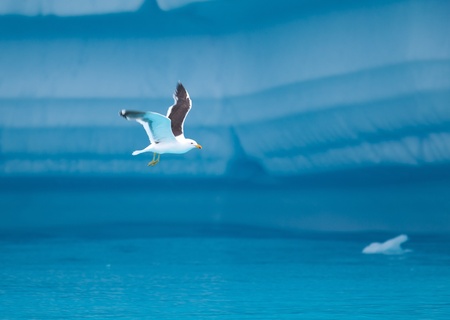 Bird Flying amongst Antarctic Icebergsの写真素材
