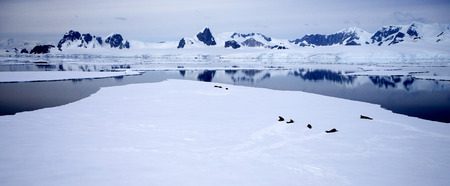 Antarctic Landscape with seals sleeping on the ice