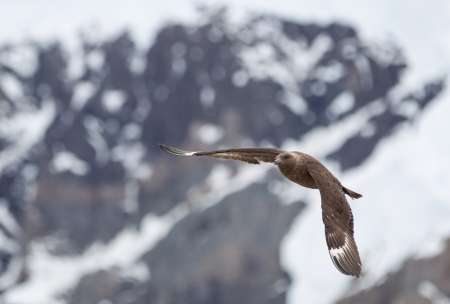 Skua Flying in Antarctica looking for Penguin Chicksの写真素材