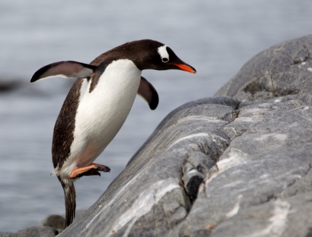 Jumping Gentoo Penguinの写真素材