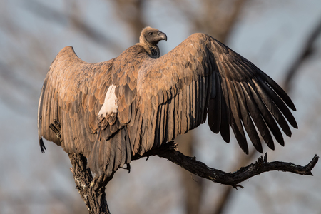 White backed Vulture spreading its wings in Kruger National Parkの写真素材