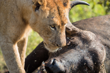 Young Male Lion feeding on a dead buffalo carcass in Kruger National Parkの写真素材