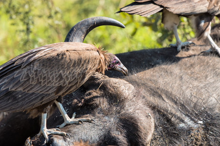 Vultures Feeding on a Buffalo Carcass in Kruger National Parkの写真素材