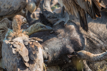Vultures Feeding on a Buffalo Carcass in Kruger National Parkの写真素材