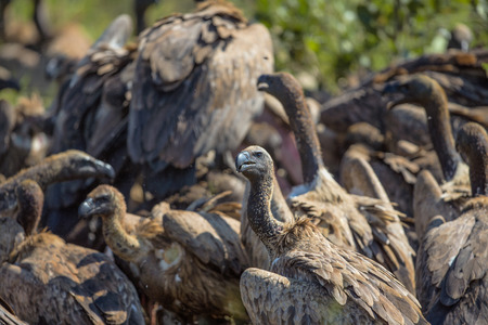 Vultures Feeding on a Buffalo Carcass in Kruger National Parkの写真素材