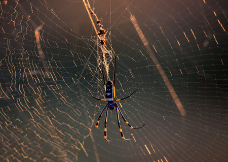 Golden Orb Spider in its web in Kruger National Parkの写真素材