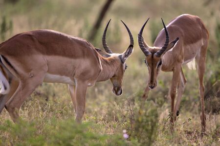 A couple of Impalas fighting in Kruger National Parkの写真素材