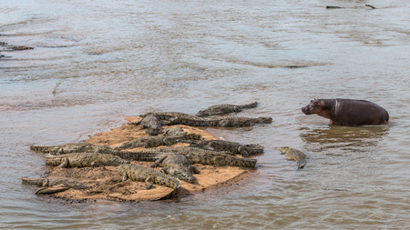 Hippopotamus walking up to a Group of Crocodiles Basking in the Sun in Kruger National Parkの写真素材