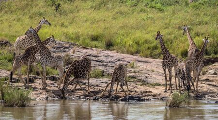 Small herd of Giraffes drinking water in Kruger National Parkの写真素材