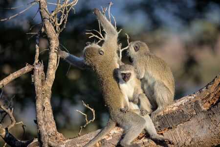 Family of Vervet Monkeys in Kruger National Park, South Africa