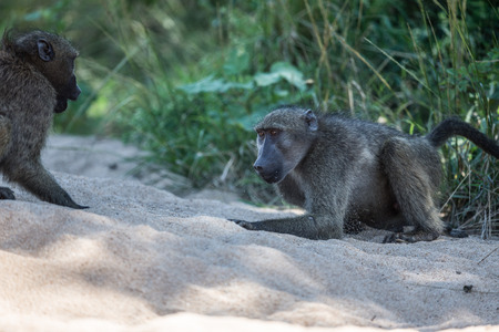 Two Baboons fighting in Kruger National Parkの写真素材