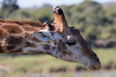 Portrait of a Giraffe in Kruger National Parkの写真素材